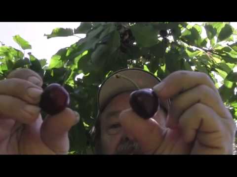 how to grow cherries