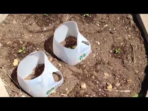how to transplant milkweed