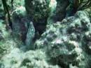moray eel out of its hole scuba diving