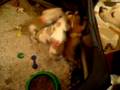 videos de American Staffordshire Red Nose Pittbul Welpen 1