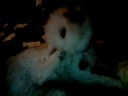 puppy puppy