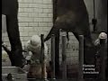 Horse Slughter House