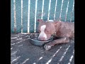 Ukiah Shelter: Ducky! very active dog in need of a home!