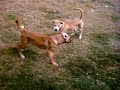 PITBULL SIBBLING RIVALRY FIGHT II PITBULL SIBBLING RIVALRY FIGHT II