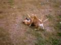 PITBULL SIBBLING RIVALRY FIGHT II
