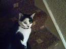 Bangal Cat 2