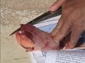 How to filet o\