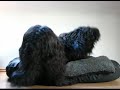 typisch amy und gordon, der t�gliche kuschelkampf um den platz im k�rbchen ;-)