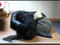 typisch amy und gordon, der t�gliche kuschelkampf um den platz im k�rbchen ;-)