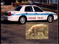 The Piggies Song The Piggies Song