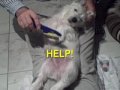 L&R - HELP!.mov