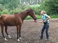 Spelen met paarden