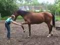 Spelen met paarden