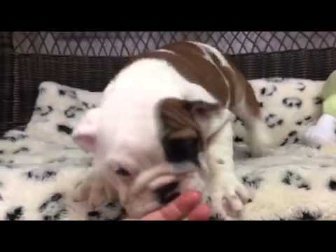 Irresistible Victorian Bulldog baby girl