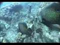 French Angel Fish - ...