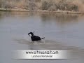 Dog Training - Labrador Retriever Gun dog