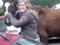 chase horse