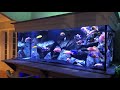 Best Aquarium Lighting For African Cichlids