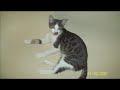 I NOSTRI GATTI MATTI I NOSTRI GATTI MATTI