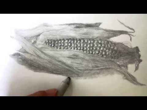 how to draw corn