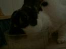 Mr. Lola drinking