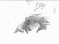 Gorilla Movie