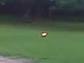 sparkler bomb 3