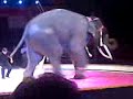 junior y el elefante del millon de dolares