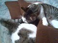 Katzenjammer