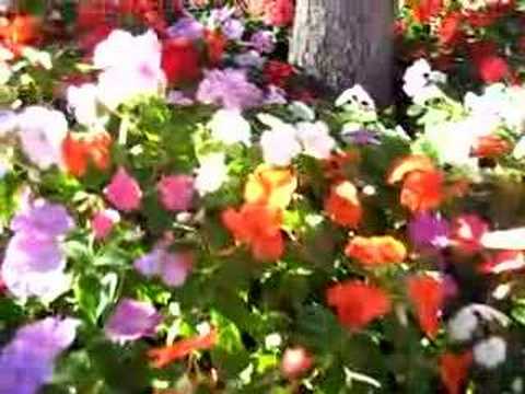 how to collect impatiens seeds