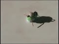 BristleBot (Evil Mad Scientist Laboratories\