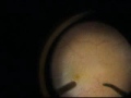 video8.flv