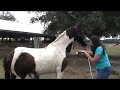 Click here to watch this video Miway Horse 1.wmv.mp4