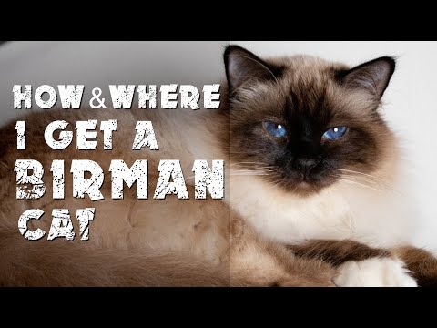 How & where I get a Birman cat