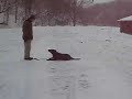 Pelle - Dog Boot Camp Obedience Training MN