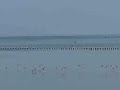 Oystercatchers taking off Oystercatchers taking off