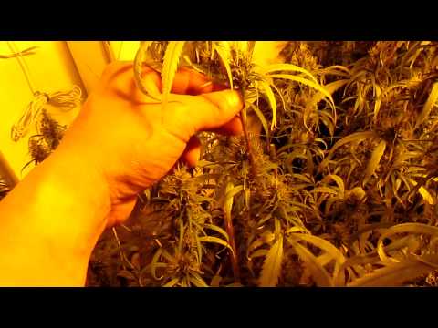 how to treat zinc deficiency in plants