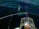 More Dolphins from oue Catalina trip