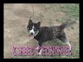CCHA - some faces