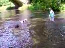 Coda and Dais watch Madeleine swim with stick