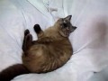 猫キック その1