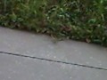 An amazing, wild deer in my backyard eating apples! :)
