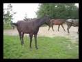 TROTTERS (stallions), Konie kłusaki, TORDIS HORSES