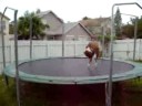 Dog on Trampoline
