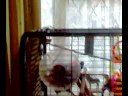 parrot dancing skanking raving maddo inc parrot dancing skanking raving maddo inc