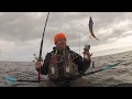 Kayak fishing for cuckoo wrasse