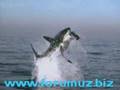 K�pek Bal���