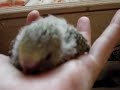 Andulky říjen 07 2více na http://www.rucnedokrmenipapousci.wbs.czKakadu cockatoo žako kongo Congo amazoňan amazona agapornis alexandr malý Alexander small velký the great čínský Chinese pink ara aratinga sun zlatý gold Barnard collar Eklektus Eclectus mníšek šedý Quaker Parrot blue Nandej Neoféma parrot papoušek Nestor kea korelka korela cockatiel korely andulka budgerigar andulky Budgerigars Pyrura Kakariki rosela Yellow Rosella Eastern lutino lutin Pennant Mutation