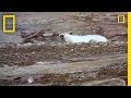 Polar Bear vs. Polar Bear: Food Snatch