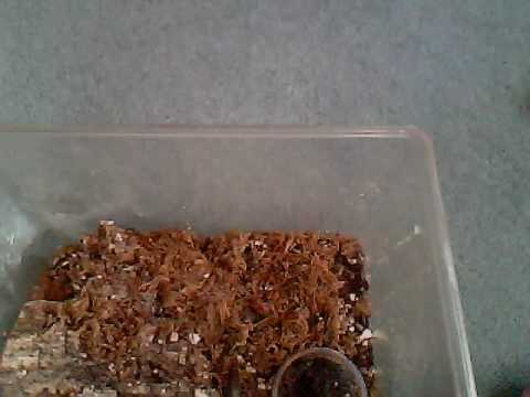 how to care orange tree